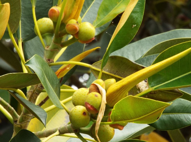 Alberi in Australia: ficus.